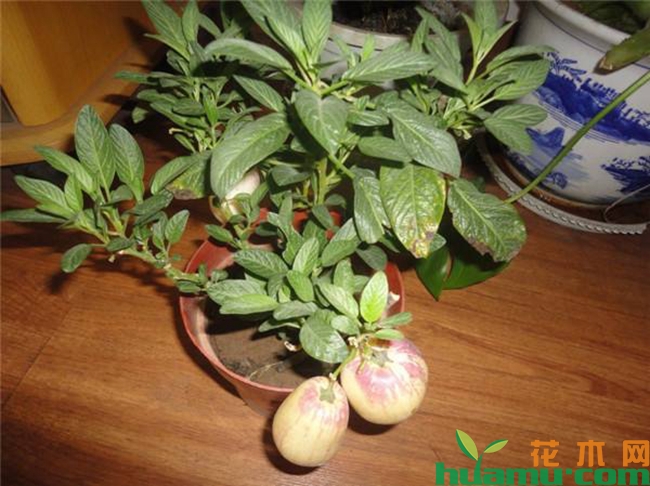 盆栽人参果种植方法.jpg