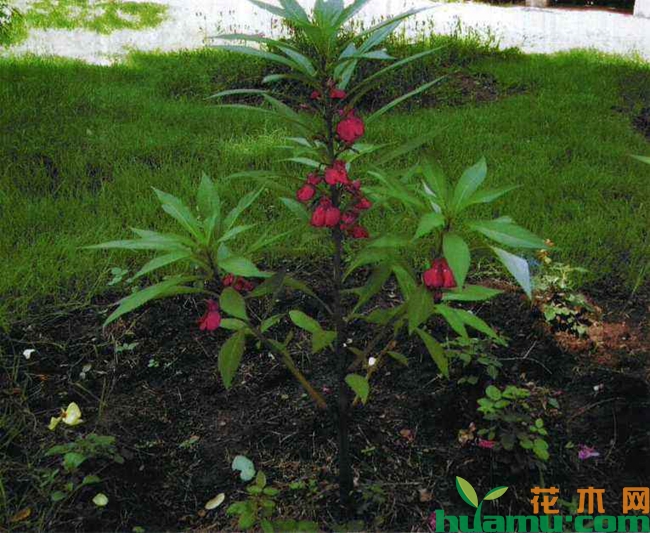 凤仙花的种植方法实拍图片