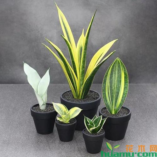 各种虎皮兰