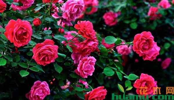 月季花