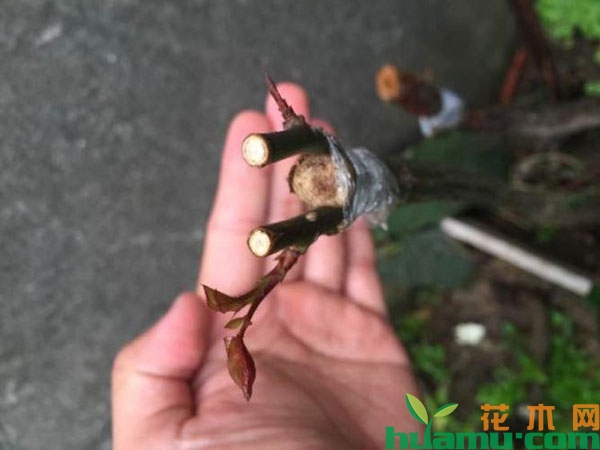 月季嫁接