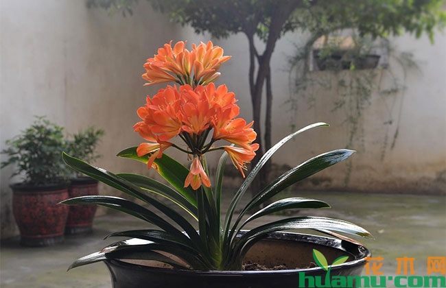 君子兰夹箭怎么办?老花农教你拔“箭”出鞘 君子兰夹箭怎么办?老花农教你拔“箭”出鞘