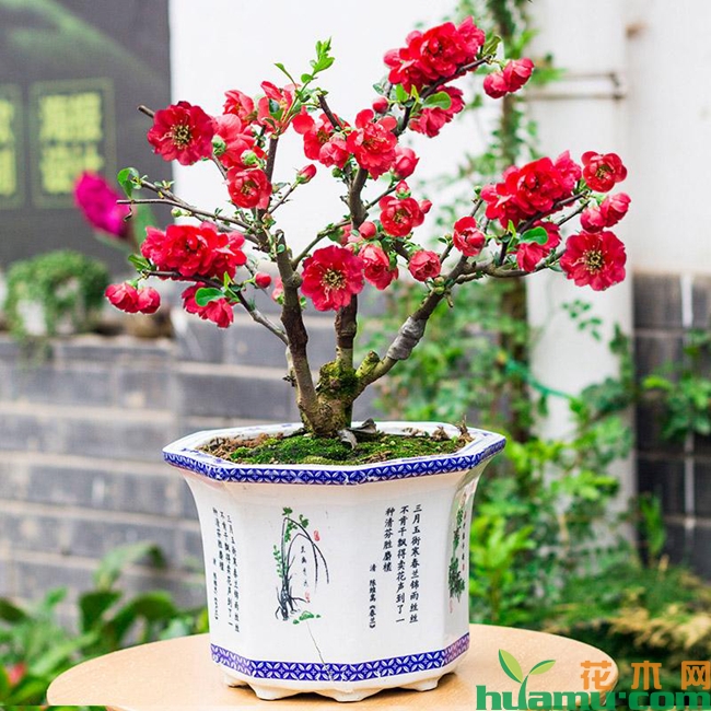海棠花的种植方法