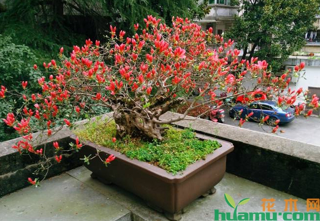 海棠花盆栽种植图片.jpg