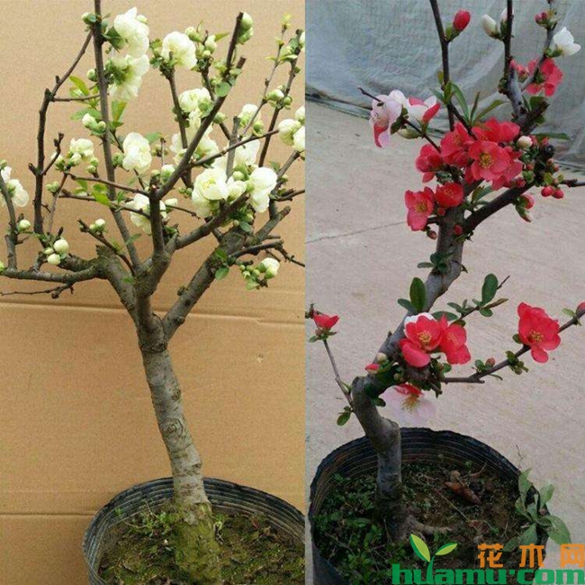 海棠花种植实拍图片.jpg