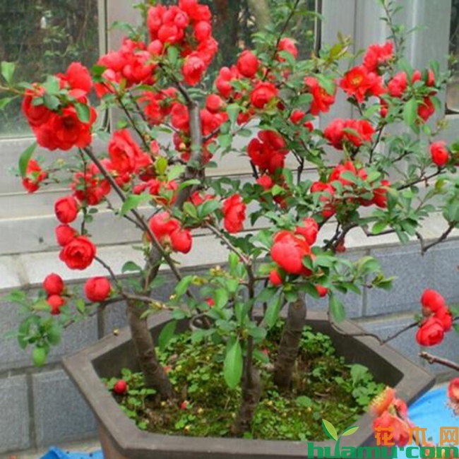 海棠花种植高清图片.jpg