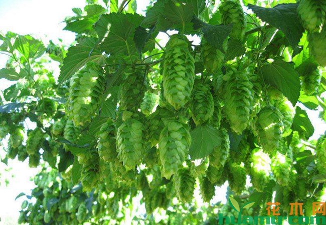 啤酒花种植图片.jpg