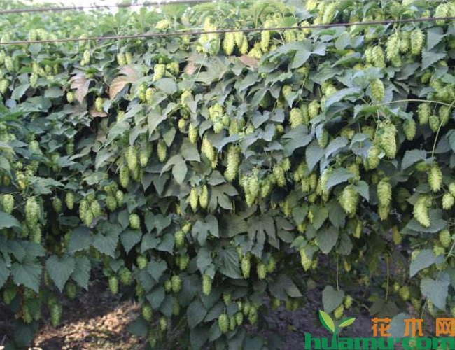 啤酒花种植实拍图片.jpg