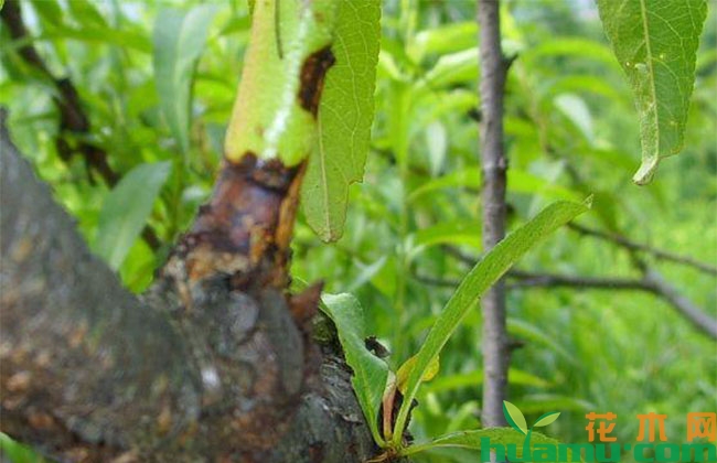 桃树夏季常见病害防治 桃树夏季常见病害防治