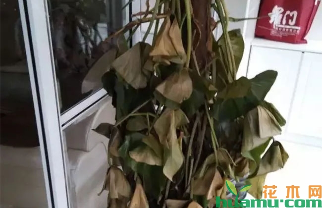 花木养护过程中的救治方法