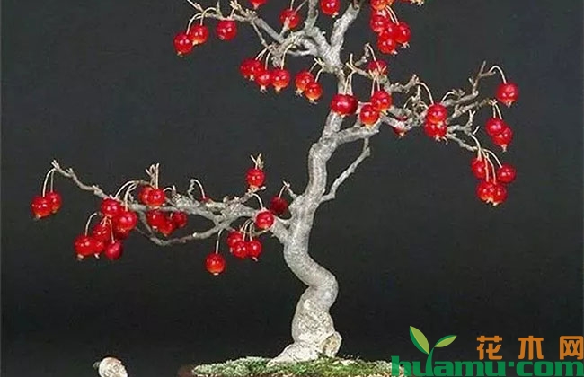 花木养护过程中的救治方法 花木养护过程中的救治方法