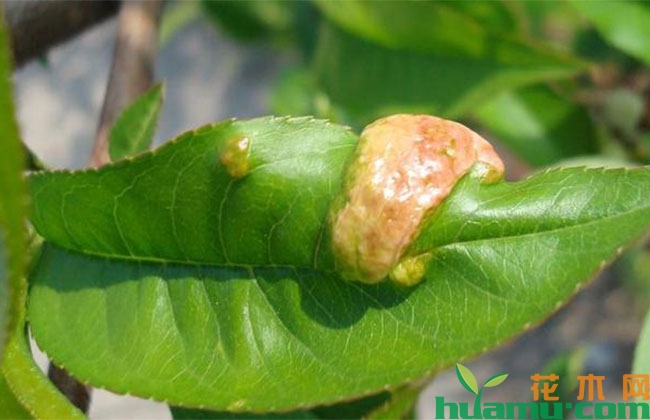 花木养护过程中的救治方法 花木养护过程中的救治方法