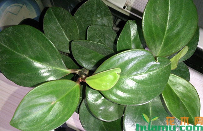 花木盆景日灼病怎么防治? 花木盆景日灼病怎么防治?