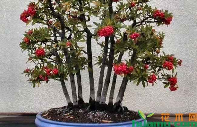 花木盆景日灼病怎么防治? 花木盆景日灼病怎么防治?