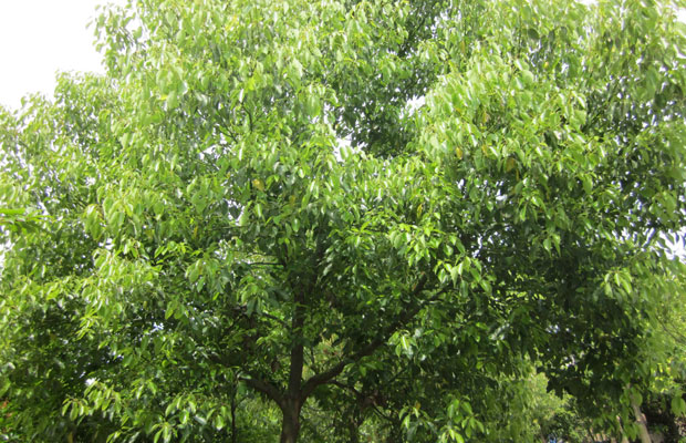 香樟树种哪比较好？香樟树适合种在庭院内吗？