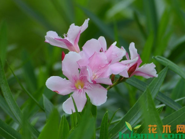 夹竹桃开花