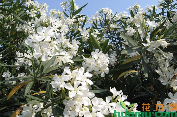 夹竹桃树