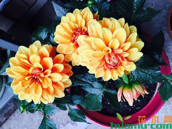 大丽花冬季怎么养能开花？