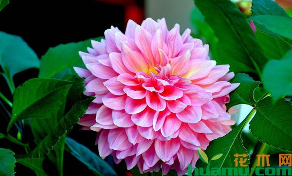 大丽花