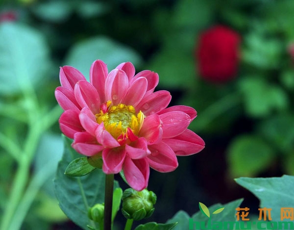 大丽花