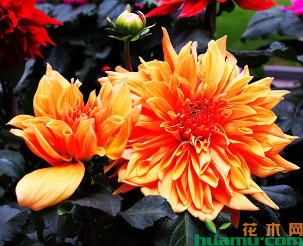 橘色大丽花