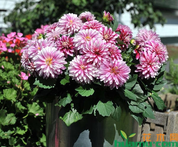 盆栽大丽花怎么养？