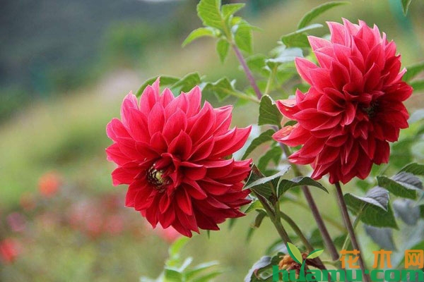 红色大丽花