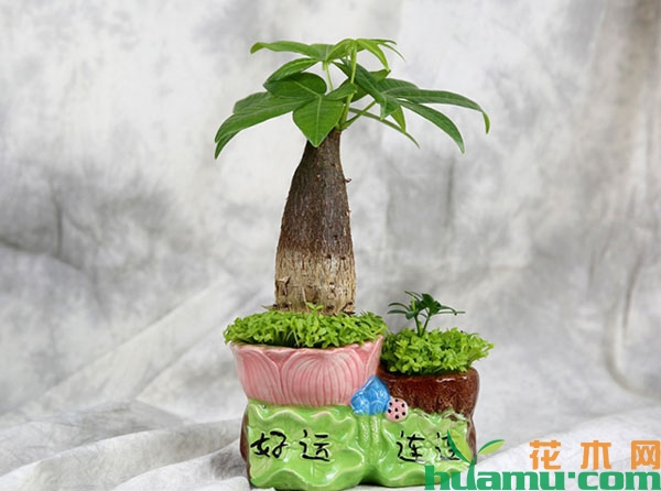发财树小桌摆