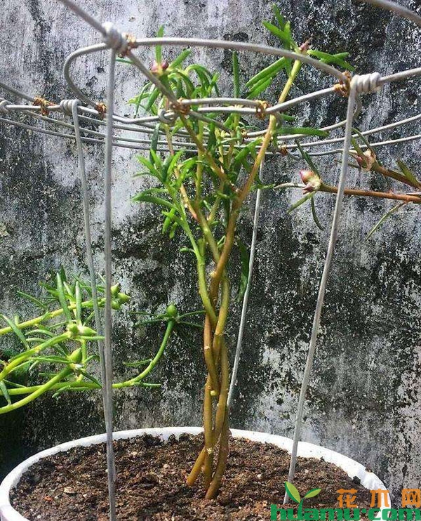 太阳花枝条支撑