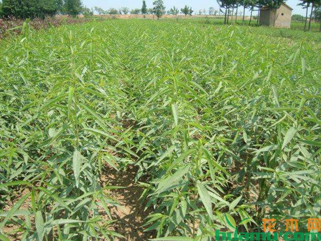桃树种植图片.jpg