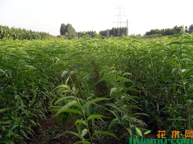 桃树种植实拍图片.jpg