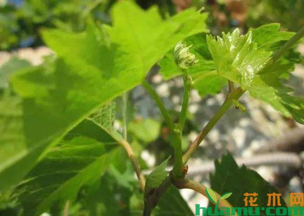 葡萄树副稍修剪方法