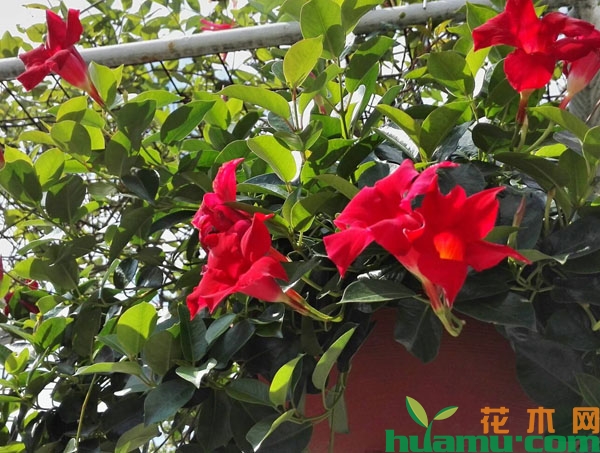 飘香藤浇水注意事项