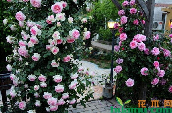 月季花这样养开花更多