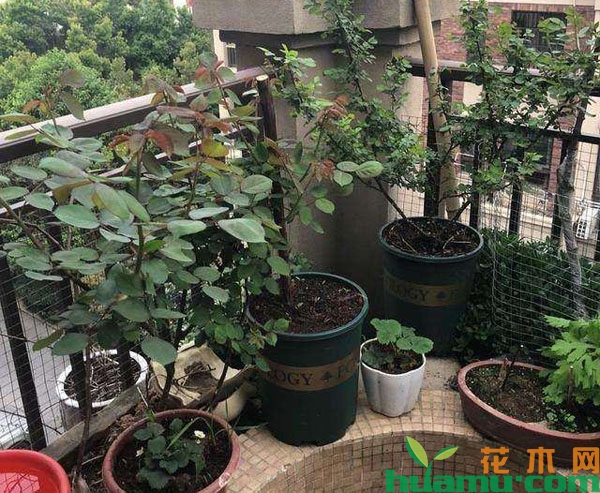 月季花盆栽