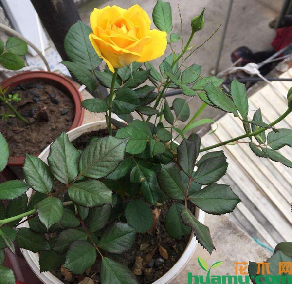 月季花盆栽