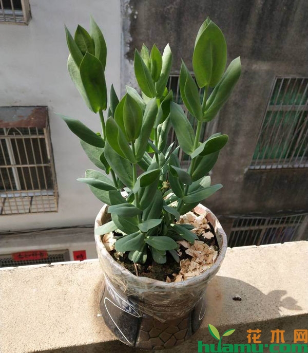 洋桔梗盆栽