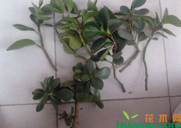 豆瓣绿的枝条