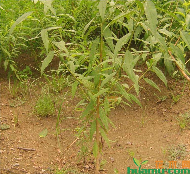 桃树苗种植实拍图片.jpg