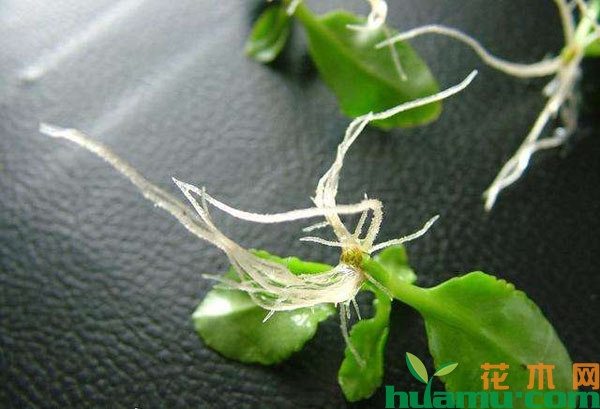长寿花枝条生根