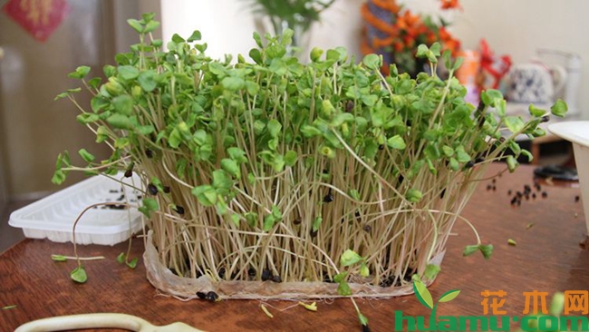 芽苗菜种植技术