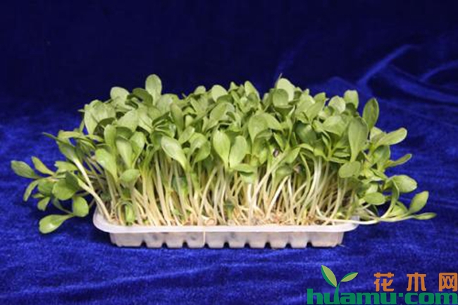 苗芽菜种植实拍图片.jpg