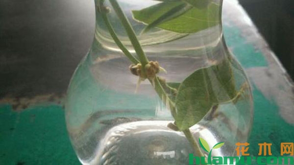 茉莉花水培扦插