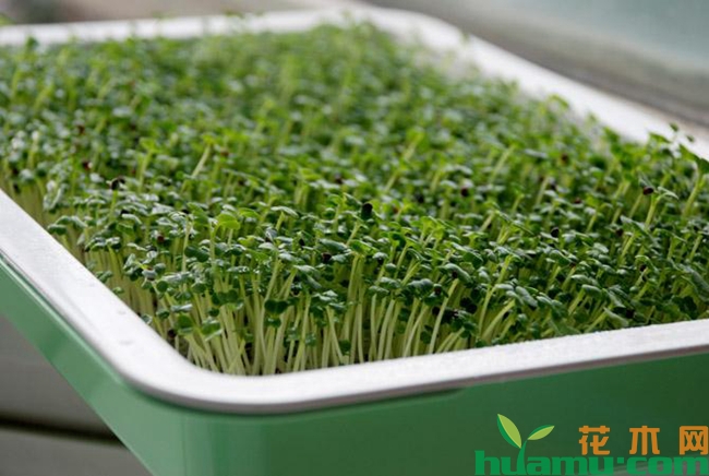 苗芽菜种植高清图片.jpg
