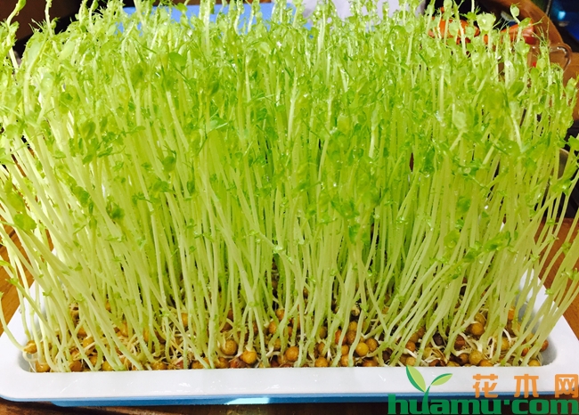 苗芽菜.jpg