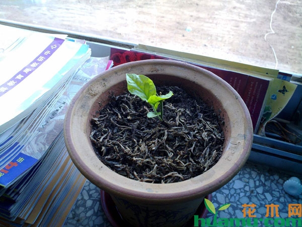茉莉花种植