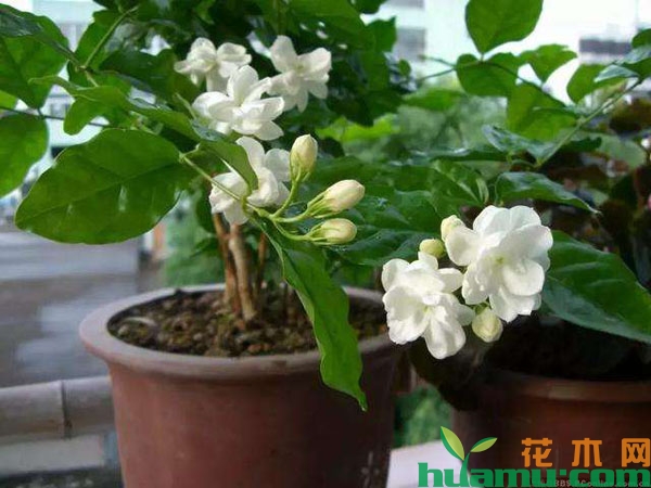 茉莉花盆栽