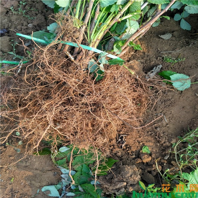树莓种植技术