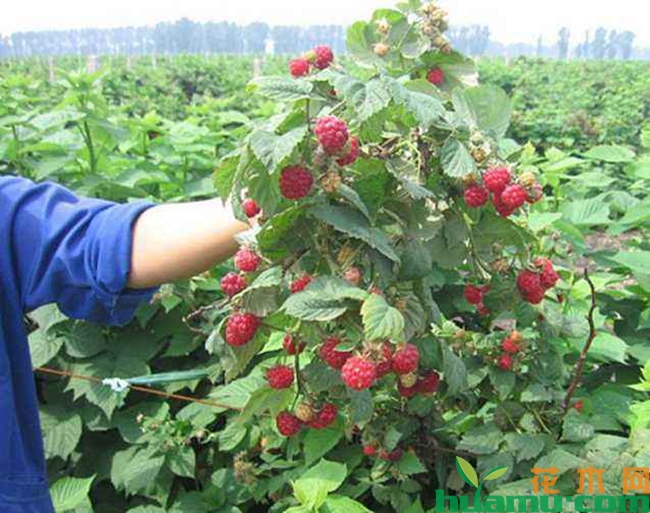 树莓种植图片