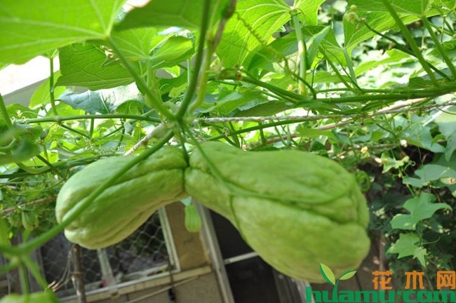 佛手瓜种植图片.jpg